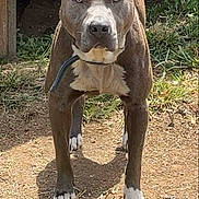 Nitro joined the competition — help win amazing prizes! alert, animal, brown, canine, collar, daylight, dirt, dog, ears, face, fur, grass, ground, nature, outdoor, pet, serious, shadow, standing, white_paws