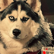 Shylow is registered to the contest to win money with this photo: animal, black_and_white_fur, blue_eye, candle, close_up, companion, dog, ears, face, fluffy_fur, furry, glass, heterochromia, husky, indoor, mammal, pet, portrait, snout, whiskers