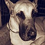 dog, animal, pet, close_up, sepia, ears, collar, indoor, resting, canine, muzzle, fur, face, portrait, cage, paw, furniture, calm, relaxed, companion