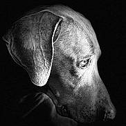 Duke is registered to the contest to win money with this photo: dog, black_and_white, portrait, profile, animal, pet, fur, closeup, side_view, moody, dramatic_lighting, expression, texture, canine, studio, dark_background, serene, detailed, head, intense