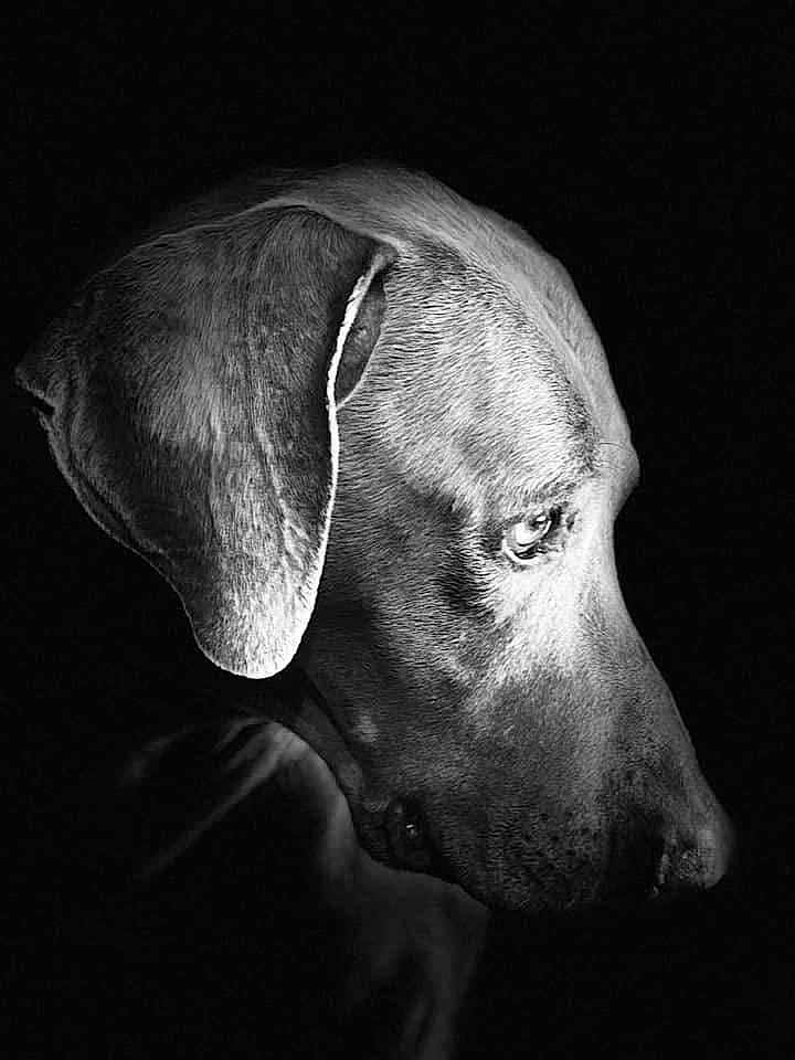 Duke