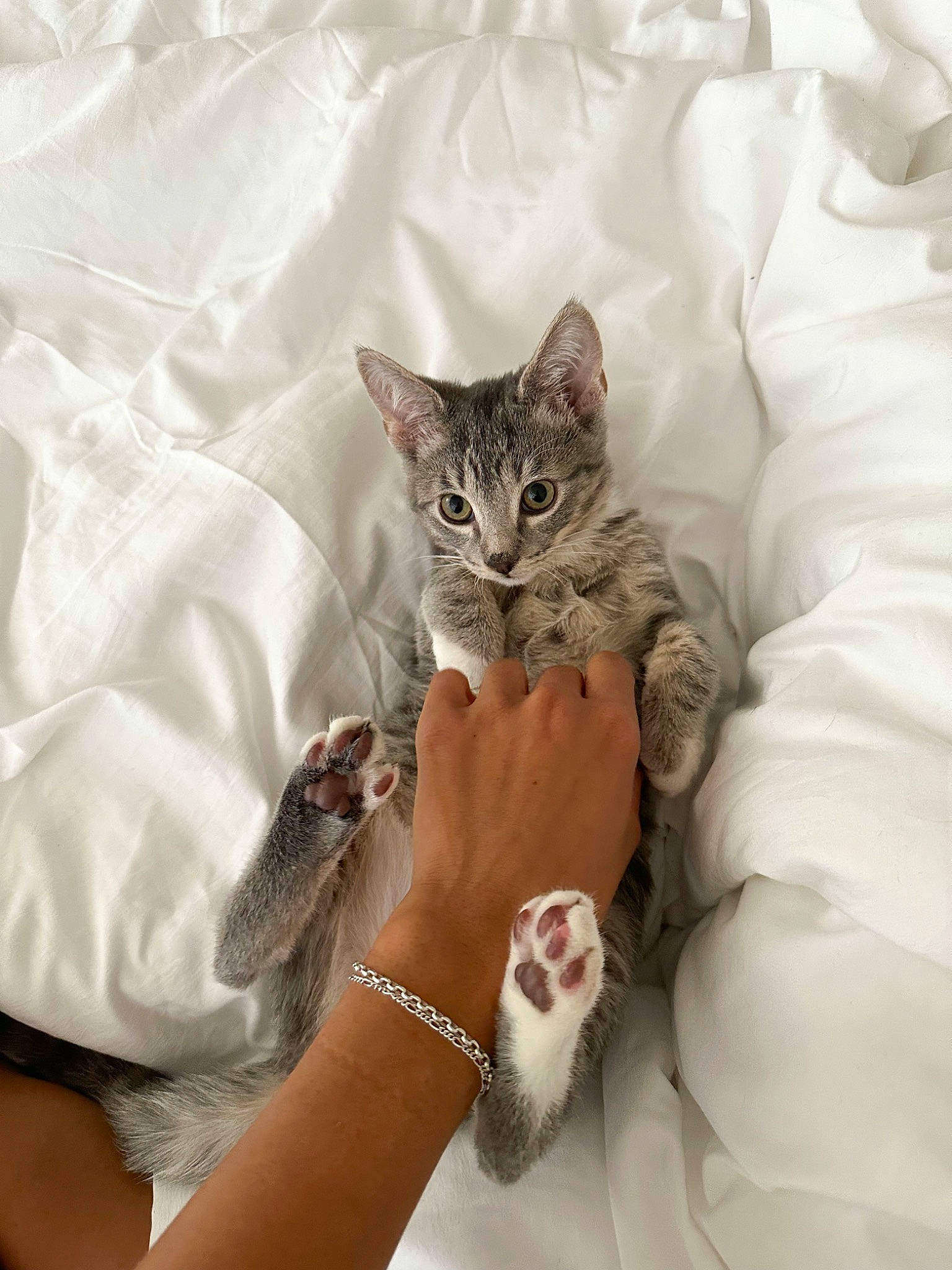 Kiwi joined the competition — help win amazing prizes! bed, carnivore, cat, chair, comfort, couch, dress, felidae, gesture, human_leg, leg, linens, nail, plant, sleeve, small_to_medium_sized_cats, textile, thigh, whiskers, wrist