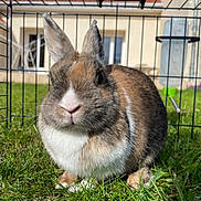 Noisette a rejoint le concours — aidez-le/la à gagner de superbes lots ! animal, architecture, backyard, building, cat, den, fence, grass, hare, indoors, nature, outdoors, pet, plant, rabbit, rat, rodent, shelter, snout, yard
