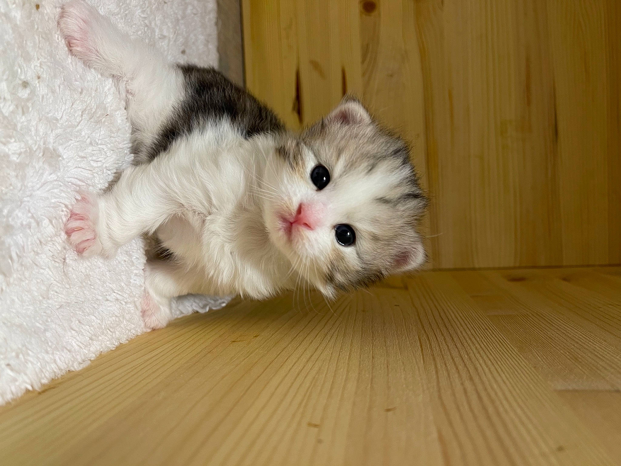 Bobbylicious Jumanji Bandi