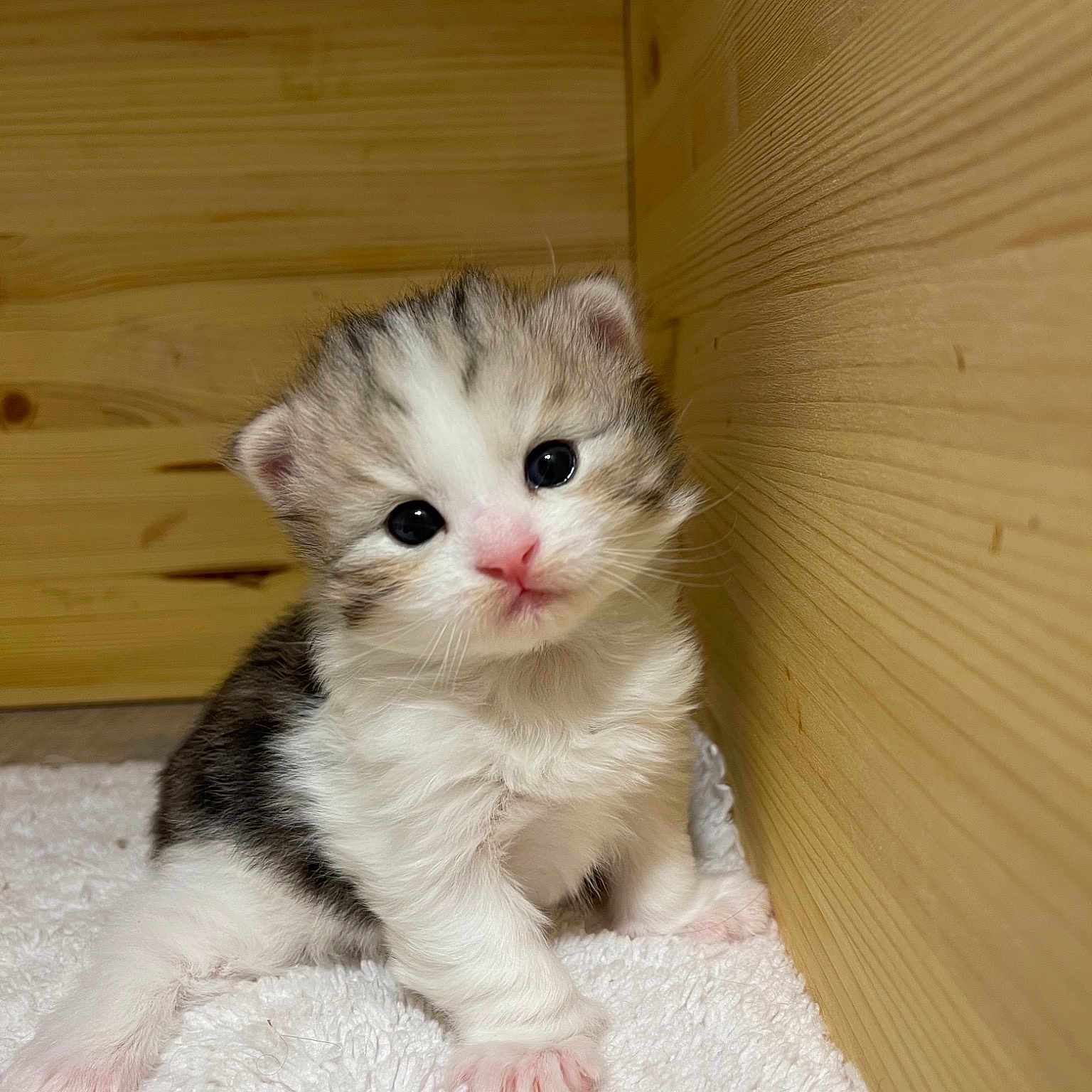 Bobbylicious Jumanji Bandi