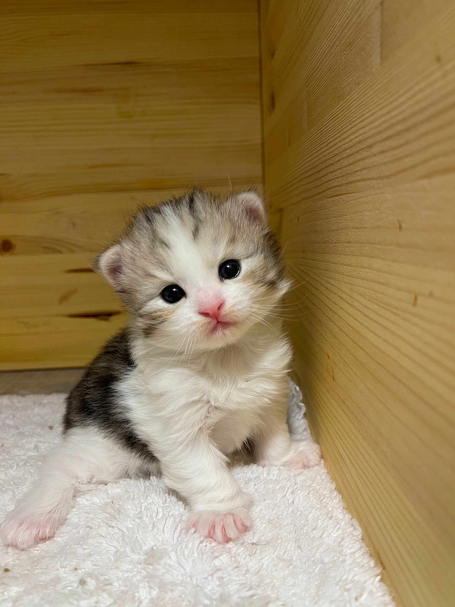 Bobbylicious Jumanji Bandi