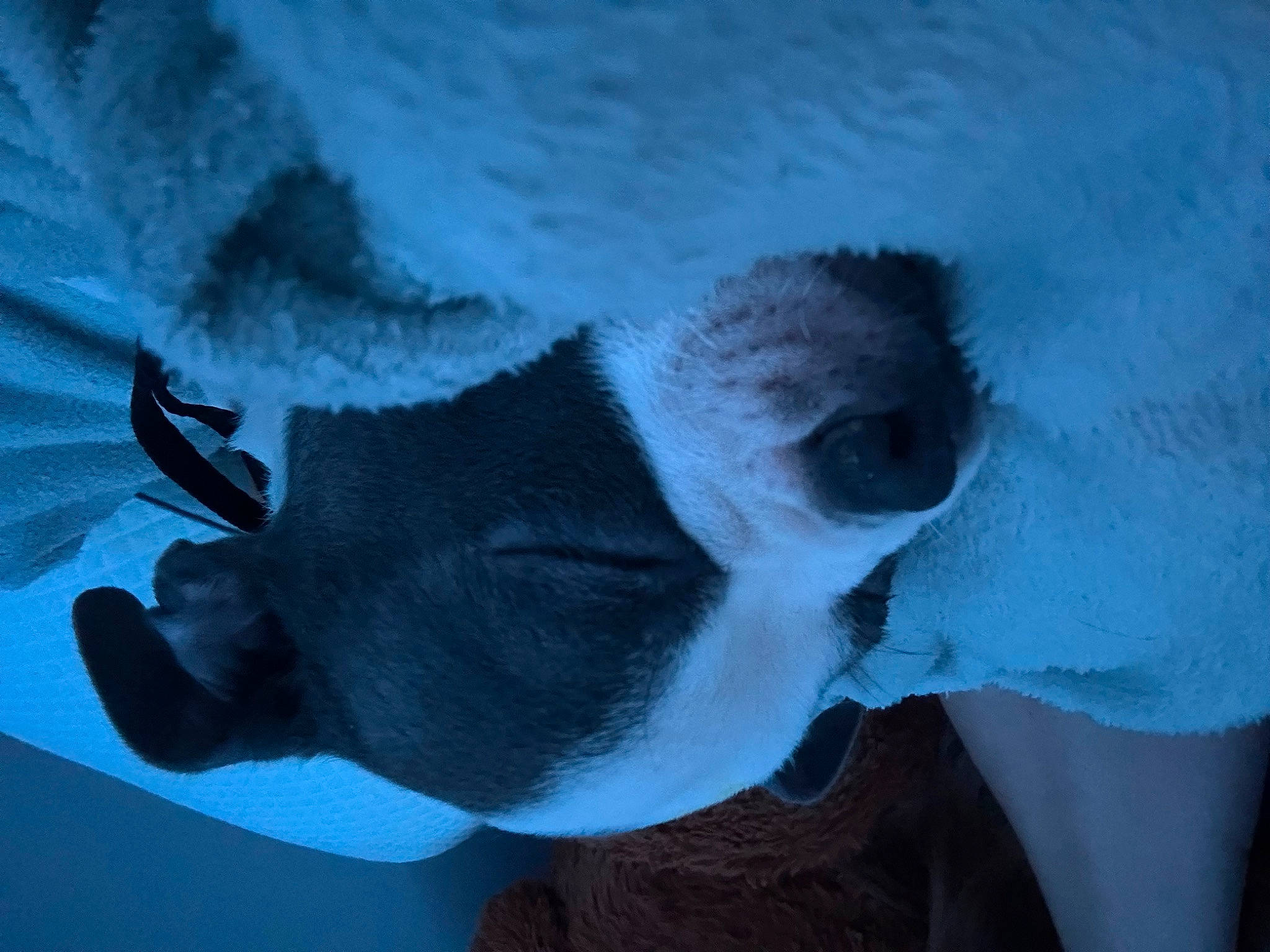 Rockie joined the competition — help win amazing prizes! beard, dog_breed, electric_blue, eye, eyewear, fawn, fur, glasses, head, human_body, jaw, plant, snout, sporting_group, sunglasses, terrestrial_animal, tree, whiskers, wildlife, window