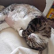 Mittens is registered to the contest to win money with this photo: animal, blanket, cat, cozy, cushion, cute, domestic, feline, fur, home, indoor, lying_down, paw, pet, playful, relaxed, resting, sleepy, tabby, whiskers