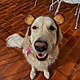 Pépite a rejoint le concours — aidez-le/la à gagner de superbes lots ! dog, golden_retriever, pet, animal, smiling, ears, costume, headband, floor, tile, indoor, white_chair, metal_chair, fur, canine, cute, happy, tongue_out, playful, domestic_animal