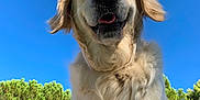 Plume participe au concours pour gagner de l'argent avec cette photo : dog, golden_retriever, pet, animal, outdoor, sky, blue_sky, tree, greenery, nature, fur, canine, portrait, happy, playful, close_up, daylight, mammal, friendly, tongue