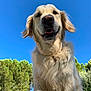 dog, golden_retriever, pet, animal, outdoor, sky, blue_sky, tree, greenery, nature, fur, canine, portrait, happy, playful, close_up, daylight, mammal, friendly, tongue