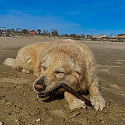 Plume participe au concours pour gagner de l'argent avec cette photo : dog, golden_retriever, beach, sand, stick, outdoor, sunny, happy, animal, pet, chewing, canine, nature, daytime, playful, relaxed, fur, closeup, muzzle, paw