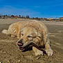 dog, golden_retriever, beach, sand, stick, outdoor, sunny, happy, animal, pet, chewing, canine, nature, daytime, playful, relaxed, fur, closeup, muzzle, paw
