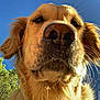 Plume a rejoint le concours — aidez-le/la à gagner de superbes lots ! dog, golden_retriever, close_up, nose, outdoor, sky, blue_sky, trees, pet, animal, canine, fur, whiskers, sunlight, daytime, friendly, portrait, muzzle, ears, nature