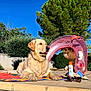 Plume participe au concours pour gagner de l'argent avec cette photo : dog, golden_retriever, outdoor, sunny, blue_sky, greenery, poolside, towel, sunscreen, sunglasses, inflatable, flamingo_float, summer, pet, relaxing, sunshine, plant, pavement, daytime, animal