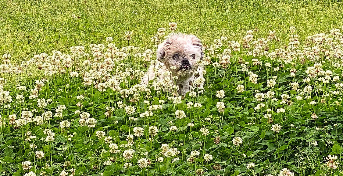 Mojo is registered to the contest to win money with this photo: botany, carnivore, companion_dog, dog, dog_breed, field, flower, flowering_plant, garden, grass, grass_family, grassland, groundcover, meadow, plant, shrub, spring, toy_dog, water_dog, wildflower