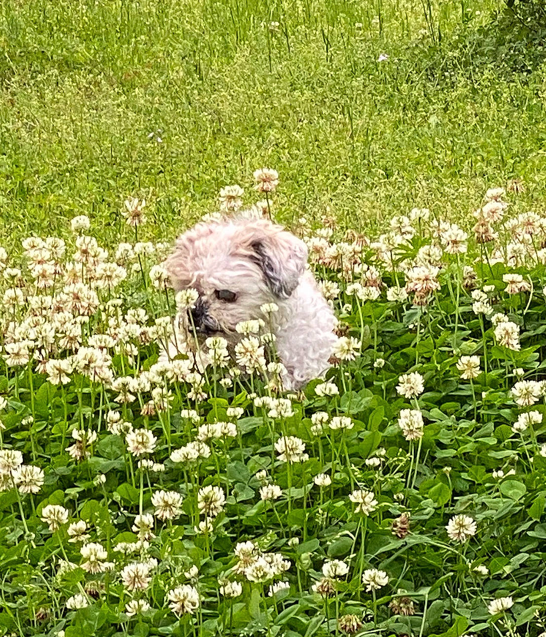 Mojo joined the competition — help win amazing prizes! botany, carnivore, companion_dog, dog_breed, flower, flowering_plant, garden, grass, grass_family, grassland, groundcover, herbaceous_plant, meadow, petal, plant, plant_community, prairie, shrub, terrestrial_animal, working_animal