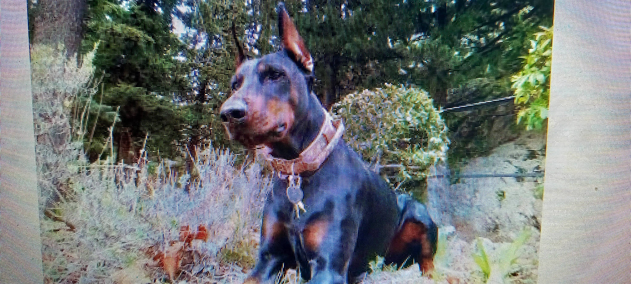 Hadès a rejoint le concours — aidez-le/la à gagner de superbes lots ! art, canidae, carnivore, companion_dog, dog, dog_breed, dog_supply, fawn, fence, giant_dog_breed, grass, guard_dog, home_fencing, pattern, plant, snout, sporting_group, tree, working_animal, working_dog