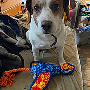 Coco is registered to the contest to win money with this photo: animal, bed, blanket, brown, casual, colorful, companion, curious, dog, fabric, floor, furniture, indoor, person, pet, room, seated, stuffed_toy, toy, white