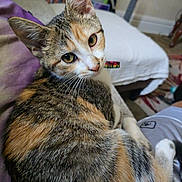 Symon joined the competition — help win amazing prizes! bed, blanket, calico, cat, close_up, collar, cute, domestic, eyes, fur, furniture, home_interior, indoor, lap, pet, portrait, relaxed, sitting, tabby, whiskers