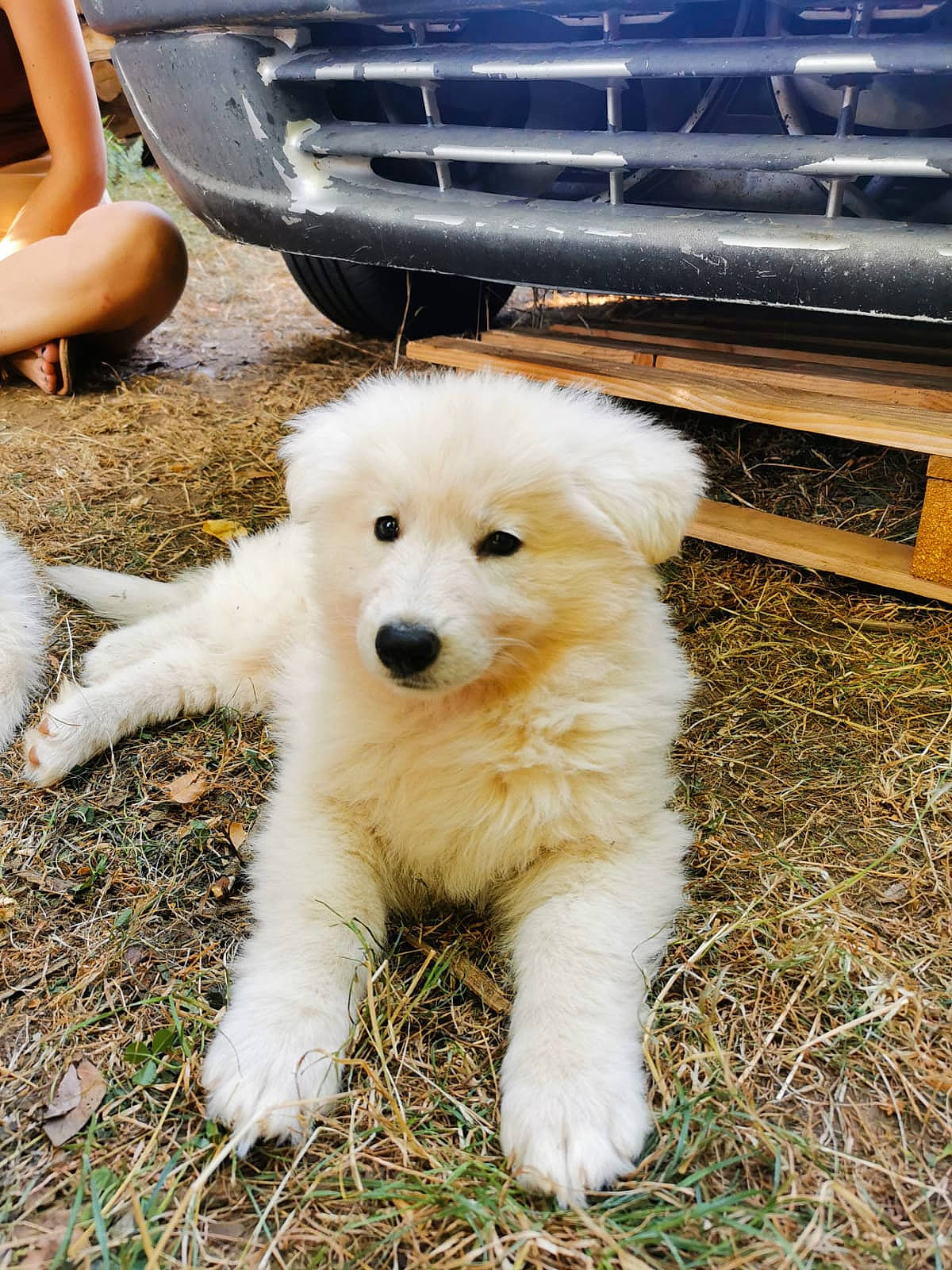 Taïa participe au concours pour gagner de l'argent avec cette photo : automotive_exterior, automotive_lighting, bumper, car, carnivore, companion_dog, dog, dog_breed, fur, german_spitz, german_spitz_mittel, grass, hood, shorts, snout, spitz, vehicle, vehicle_door, vehicle_registration_plate, working_animal