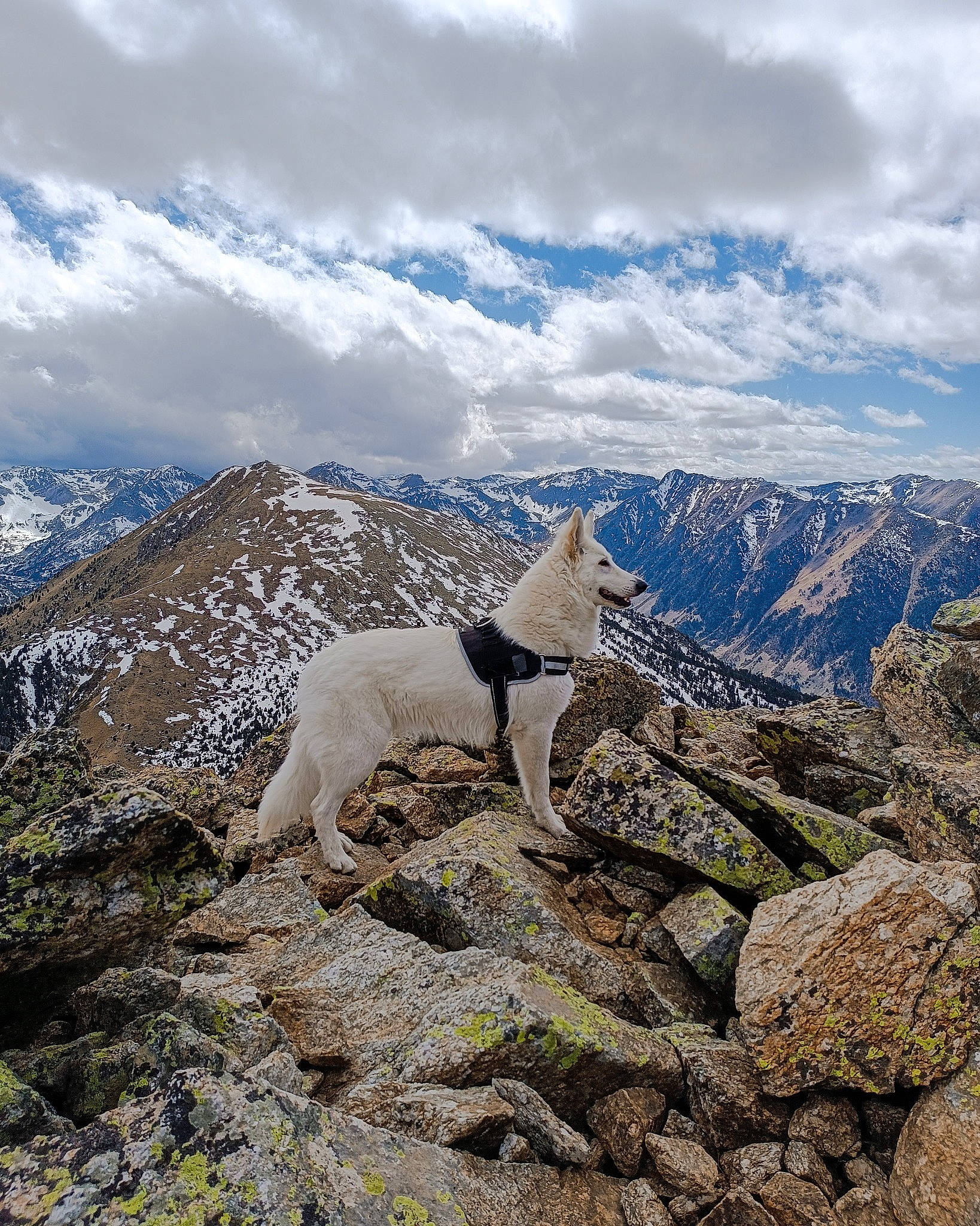 Taïa participe au concours pour gagner de l'argent avec cette photo : bedrock, canidae, carnivore, cloud, cumulus, dog, dog_breed, grassland, hill, landscape, mountain, mountain_range, natural_landscape, plateau, recreation, ridge, rock, sky, slope, sporting_group