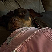 Sonny is registered to the contest to win money with this photo: animal, blanket, brown, canine, closeup, comfort, couch, cozy, dog, domestic_animal, fabric, fur, home, indoor, pet, pink, relaxed, resting, sleeping, soft