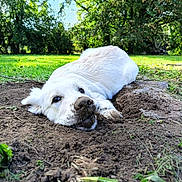 Baijka participe au concours pour gagner de l'argent avec cette photo : dog, white_dog, fluffy, lying_down, muddy_nose, black_nose, outdoor, garden, grass, soil, dirt, trees, park, sunlight, portrait, close_up, animal, pet, relaxed, funny