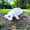 dog, white_dog, fluffy, lying_down, muddy_nose, black_nose, outdoor, garden, grass, soil, dirt, trees, park, sunlight, portrait, close_up, animal, pet, relaxed, funny