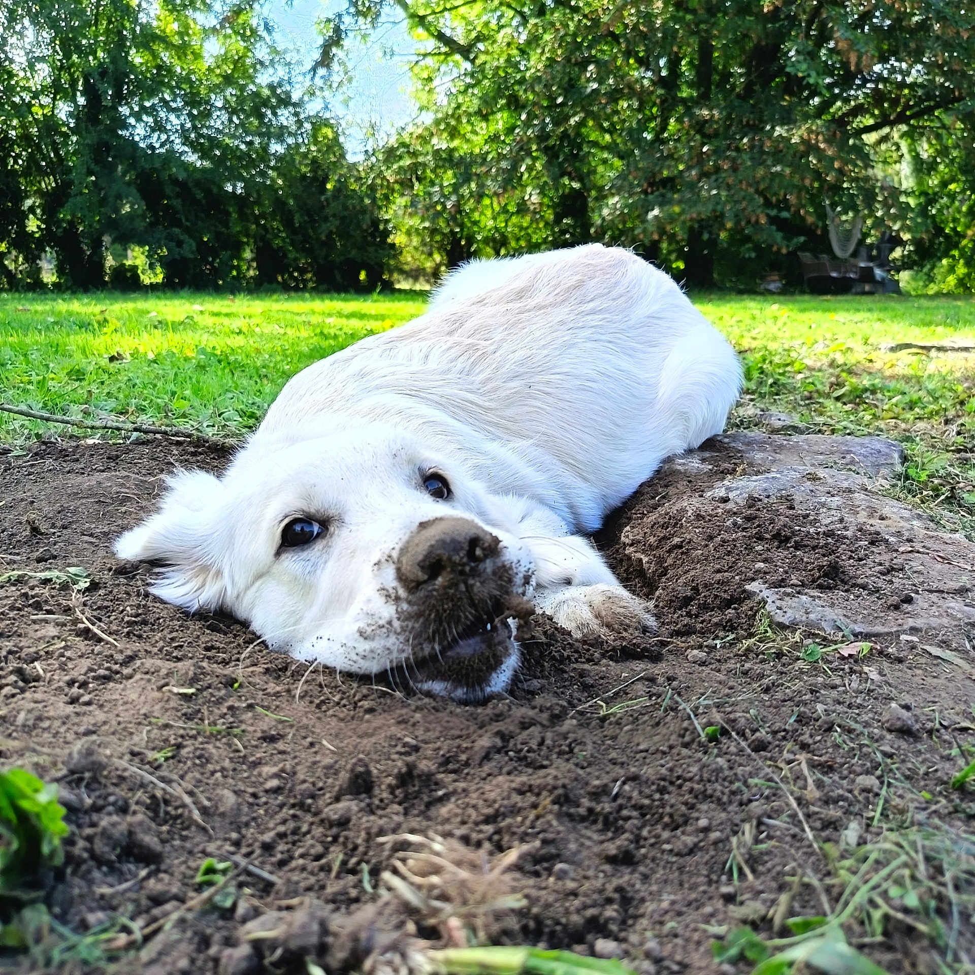 Baijka participe au concours pour gagner de l'argent avec cette photo : dog, white_dog, fluffy, lying_down, muddy_nose, black_nose, outdoor, garden, grass, soil, dirt, trees, park, sunlight, portrait, close_up, animal, pet, relaxed, funny