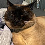 Coconut joined the competition — help win amazing prizes! cat, siamese, sleeping, cozy, blanket, fur, pet, indoor, closeup, whiskers, relaxed, animal, bedroom, resting, cute, domestic, feline, soft, napping, comfort