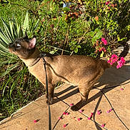 Coconut is registered to the contest to win money with this photo: cat, siamese_cat, leash, outdoor, garden, flowers, greenery, sunlight, curious, petals, side_view, pavement, plant, nature, animal, mammal, fur, whiskers, tail, collar