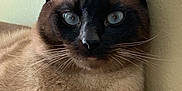 Coconut is registered to the contest to win money with this photo: cat, siamese_cat, blue_eyes, whiskers, fur, close_up, resting, indoor, pet, animal, face, ears, wall, leather, comfort, feline, looking, mammal, domestic_animal, portrait