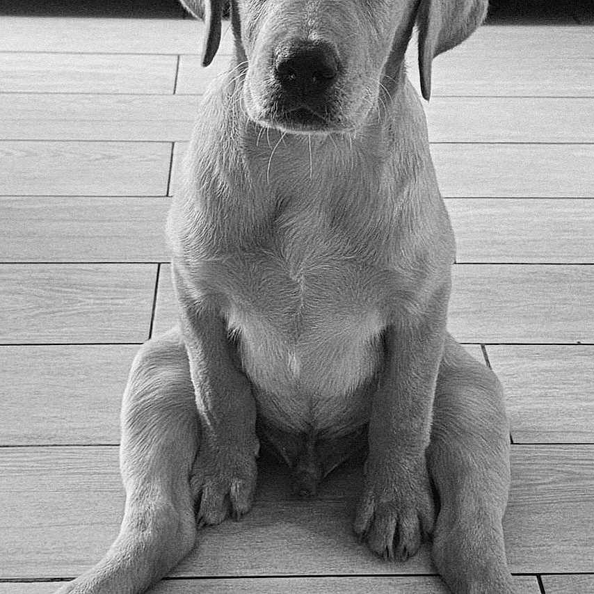 Albon a rejoint le concours — aidez-le/la à gagner de superbes lots ! adorable, animal, black_and_white, canine, cute, dog, ears, floor, front_view, fur, indoor, legs, looking, paws, pet, puppy, sitting, tail, wooden_floor, young_dog