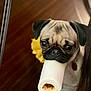 Pixie is registered to the contest to win money with this photo: dog, pug, pet, animal, cute, indoor, closeup, face, mouth, toy, curious, brown, black, white, nose, ears, fur, collar, portrait, expression