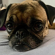 Pixie is registered to the contest to win money with this photo: dog, pug, close_up, pet, animal, lying_down, face, nose, whiskers, ears, bed, indoor, cute, expression, fur, muzzle, portrait, sleepy, resting, companion