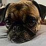 dog, pug, close_up, pet, animal, lying_down, face, nose, whiskers, ears, bed, indoor, cute, expression, fur, muzzle, portrait, sleepy, resting, companion