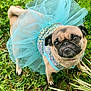 animal, blue_tutu, costume, cute, dog, eyes, face, fashion, fur, grass, looking_up, outdoor, pet, portrait, pug, sequins, small_dog, tail, tutu, whiskers