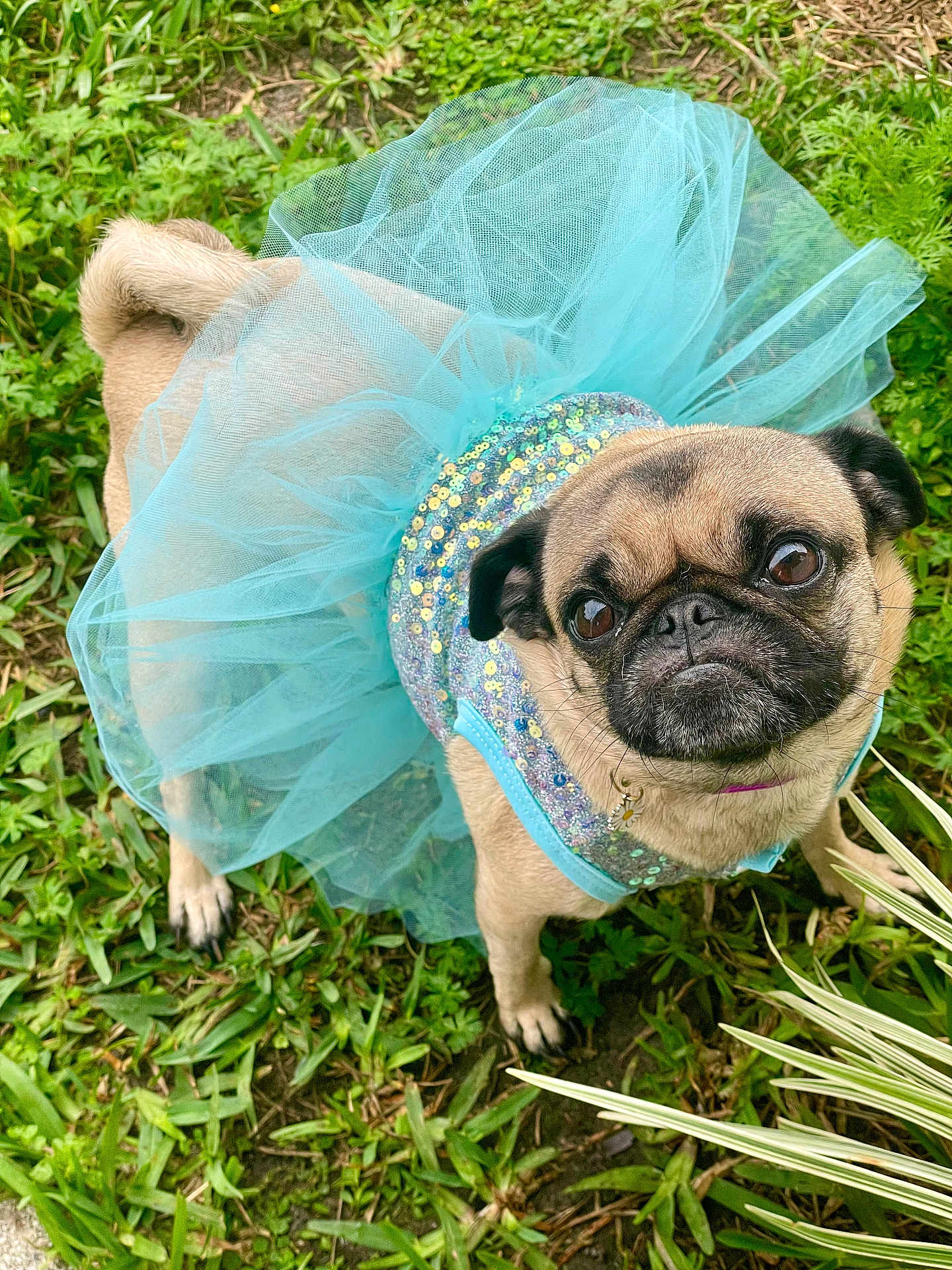 Pixie