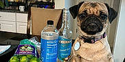 Pixie joined the competition — help win amazing prizes! dog, pug, table, kitchen, bottle, rum, water, limes, bag, chair, cabinet, countertop, plant, collar, tag, indoor, pet, food, drink, curious