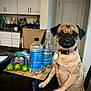 dog, pug, table, kitchen, bottle, rum, water, limes, bag, chair, cabinet, countertop, plant, collar, tag, indoor, pet, food, drink, curious