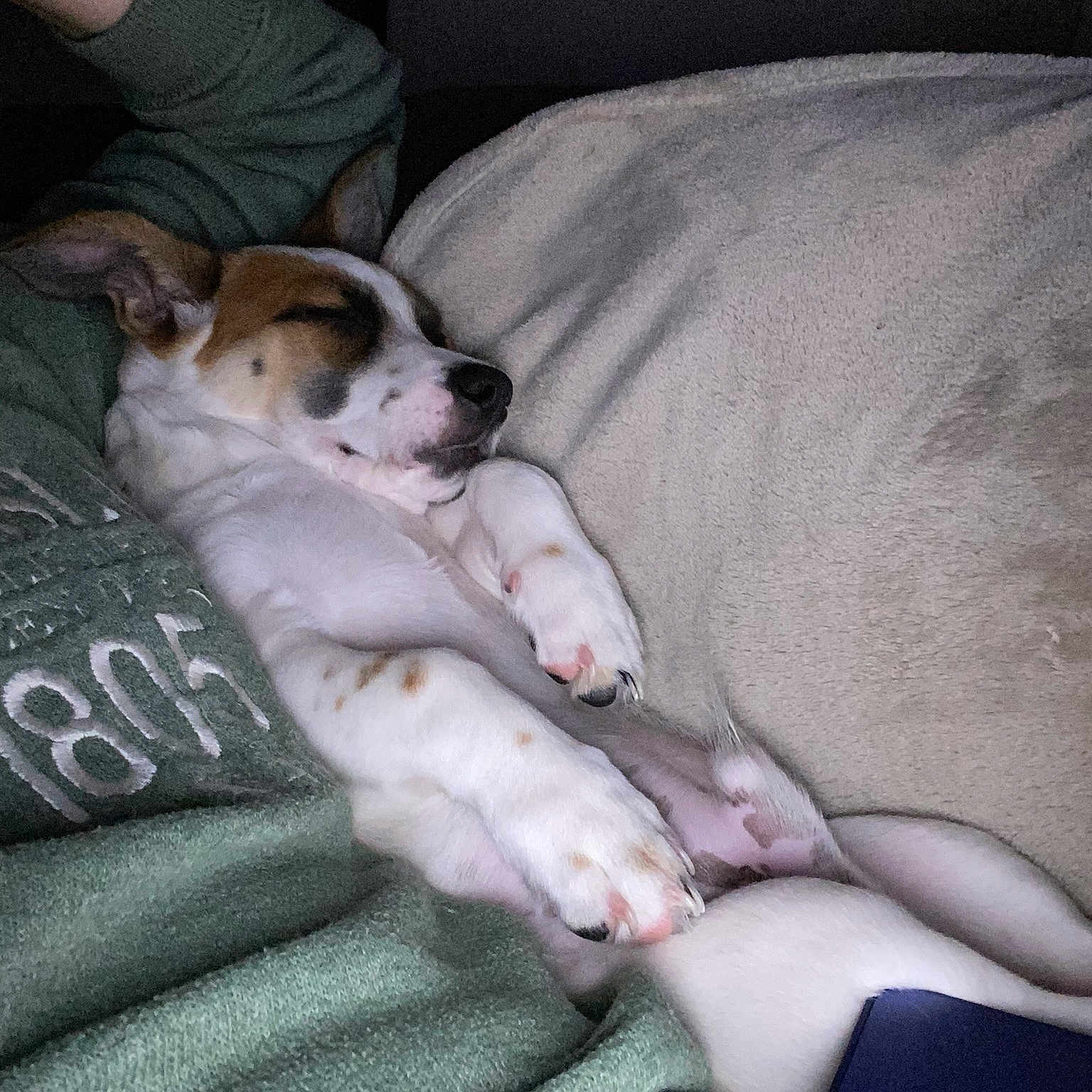 Loki
