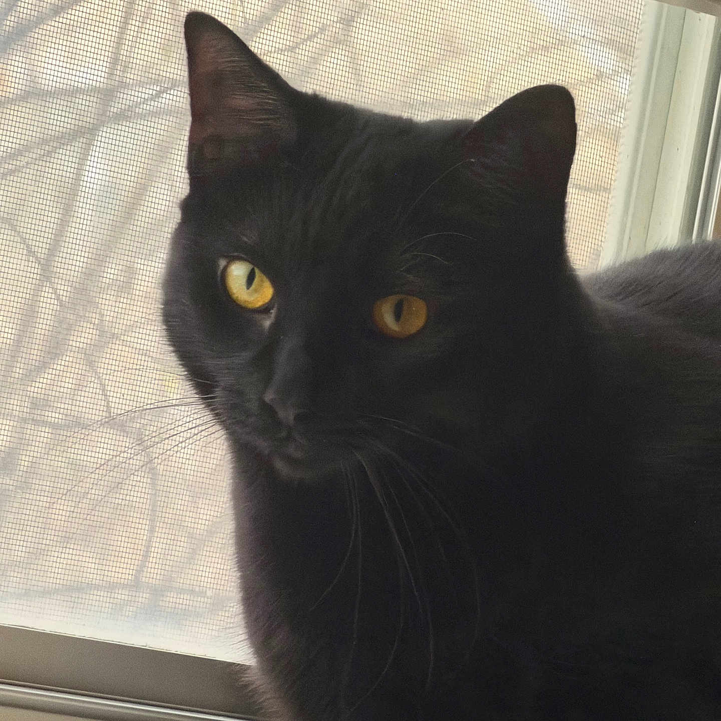 Pepper