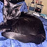black_cat, blue_blanket, cat, close_up, cozy, curled_up, domestic_animal, ears, feline, fur, furniture, household, indoor, pet, relaxation, resting, sleeping, soft_texture, tail, whiskers