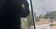 Pepper is registered to the contest to win money with this photo: animal, black_cat, blurred_background, cat, curious, daylight, domestic_cat, ears, feline, indoor, looking_out, pet, side_profile, soft_light, trees, vehicle, whiskers, window, window_screen, yellow_eyes