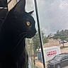 animal, black_cat, blurred_background, cat, curious, daylight, domestic_cat, ears, feline, indoor, looking_out, pet, side_profile, soft_light, trees, vehicle, whiskers, window, window_screen, yellow_eyes