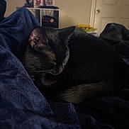 Pepper joined the competition — help win amazing prizes! animal, black_cat, blanket, cat, cozy, cute, domestic, door, fur, furniture, home, indoor, pet, quiet, relaxing, resting, shelf, sleeping, soft, television