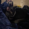 animal, black_cat, blanket, cat, cozy, cute, domestic, door, fur, furniture, home, indoor, pet, quiet, relaxing, resting, shelf, sleeping, soft, television