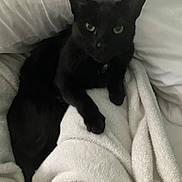 Loki joined the competition — help win amazing prizes! cat, black_cat, pet, animal, feline, green_eyes, pointed_ears, whiskers, fur, sitting, lying_down, blanket, bed, bedroom, indoors, cozy, portrait, close_up, sleeping_area, relaxed
