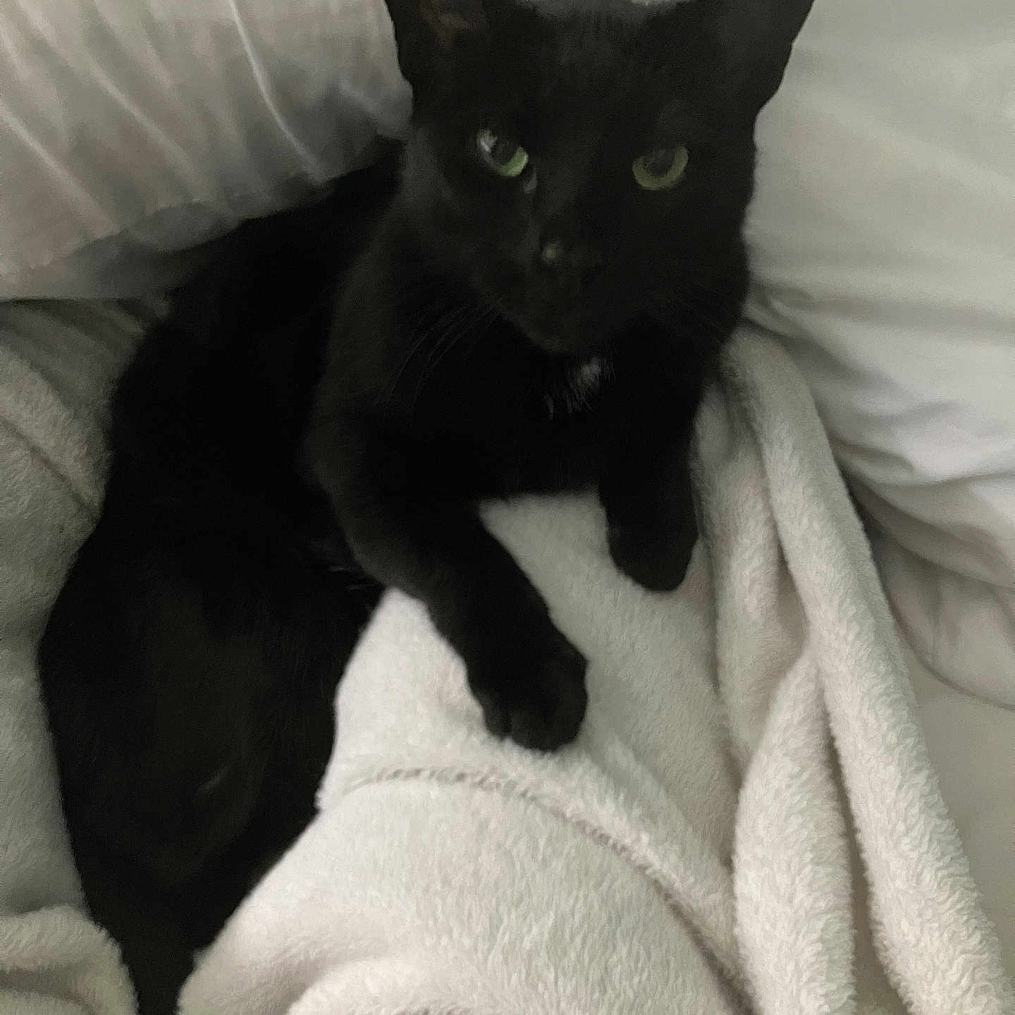 Loki joined the competition — help win amazing prizes! cat, black_cat, pet, animal, feline, green_eyes, pointed_ears, whiskers, fur, sitting, lying_down, blanket, bed, bedroom, indoors, cozy, portrait, close_up, sleeping_area, relaxed